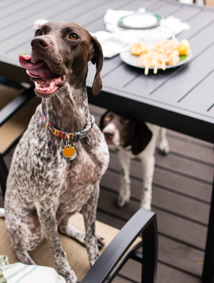 german short haired pointer